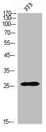 Western Blot analysis of NIH-3T3 cells using SOD-2 Polyclonal Antibody
