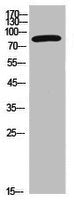 Western Blot analysis of 293 cells using CD6 Polyclonal Antibody.