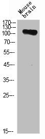 Western Blot analysis of mouse brain cells using CD13 Polyclonal Antibody