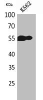 Western Blot analysis of K562 cells using CD20 Polyclonal Antibody.