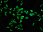 Immunofluorescence staining of Hela cells with CSB-PA006165LA01HU at 1:133, counter-stained with DAPI. The cells were fixed in 4% formaldehyde, permeabilized using 0.2% Triton X-100 and blocked in 10% normal Goat Serum. The cells were then incubat...