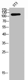 Western Blot analysis of 3T3 cells using CD21 Polyclonal Antibody