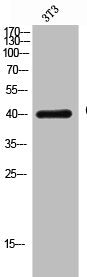 Western Blot analysis of 3T3 cells using CD33 Polyclonal Antibody