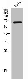 Western Blot analysis of Hela cells using CD42d Polyclonal Antibody