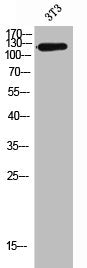 Western Blot analysis of 3T3 cells using Integrin α6 Polyclonal Antibody