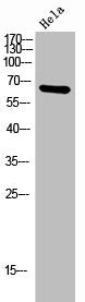 Western Blot analysis of HeLa cells using CD85d Polyclonal Antibody