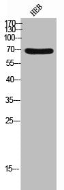 Western Blot analysis of HEB cells using CD98 Polyclonal Antibody