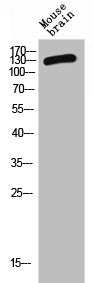 Western Blot analysis of MOUSE-BRAIN cells using CD101 Polyclonal Antibody