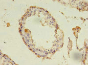 Immunohistochemistry of paraffin-embedded human testis tissue using CSB-PA006237LA01HU at dilution of 1:100