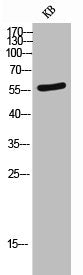 Western Blot analysis of KB cells using Nectin 1 Polyclonal Antibody