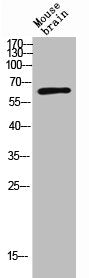 Western Blot analysis of MOUSE-BRAIN cells using Nectin 2 Polyclonal Antibody