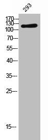 Western Blot analysis of 293 cells using LIFR Polyclonal Antibody