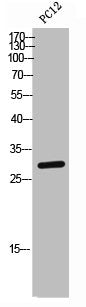 Western Blot analysis of PC-12 cells using Ox40 Polyclonal Antibody