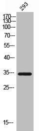 Western Blot analysis of 293 cells using CD138 Polyclonal Antibody
