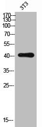 Western Blot analysis of 3T3 cells using Blr1 Polyclonal Antibody
