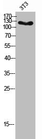 Western Blot analysis of 3T3 cells using Mucin 1 Polyclonal Antibody