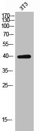 Western Blot analysis of 3T3 cells using CD158a Polyclonal Antibody