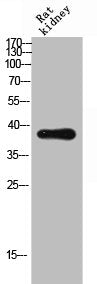Western Blot analysis of RAT-kidney cells using CD300c Polyclonal Antibody