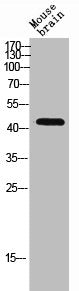 Western Blot analysis of MOUSE-BRAIN cells using CD240d Polyclonal Antibody