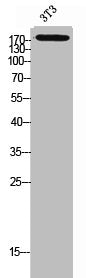 Western Blot analysis of 3T3 cells using CD232 Polyclonal Antibody