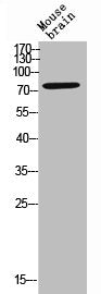 Western Blot analysis of MOUSE-BRAIN cells using CD180 Polyclonal Antibody
