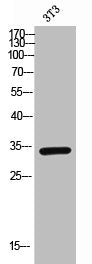 Western Blot analysis of 3T3 cells using CD267 Polyclonal Antibody