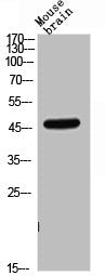 Western Blot analysis of mouse brain cells using CD209 Polyclonal Antibody