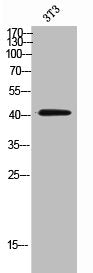 Western Blot analysis of 3T3 cells using CD192 Polyclonal Antibody