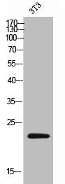 Western Blot analysis of 3T3 cells using CD300d Polyclonal Antibody