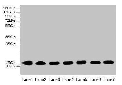 Western blot All lanes: CYB5B antibody at 0.8µg/ml Lane 1: HepG2 whole cell lysate Lane 2: Mouse liver tissue Lane 3: Mouse heart tissue Lane 4: Hela whole cell lysate Lane 5: U87 whole cell lysate Lane 6: EC109 whole cell lysate Lane 7: A549 whol...
