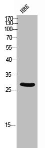 Western Blot analysis of HBE cells using Amphiregulin Polyclonal Antibody