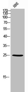 Western Blot analysis of HBE cells using Ebi3 Polyclonal Antibody