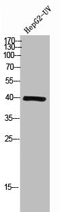 Western Blot analysis of HEPG2-UV cells using Lefty Polyclonal Antibody