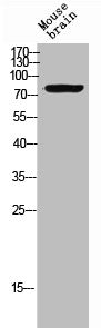 Western Blot analysis of MOUSE-BRAIN cells using Neuregulin-3 Polyclonal Antibody