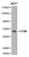 Western blot analysis of extracts of MCF7 cell lines, using CYBB antibody.
