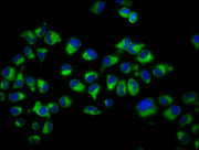 Immunofluorescence staining of Hela cells with CSB-PA006326LA01HU at 1:200, counter-stained with DAPI. The cells were fixed in 4% formaldehyde, permeabilized using 0.2% Triton X-100 and blocked in 10% normal Goat Serum. The cells were then incubat...