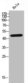 Western Blot analysis of HELA cells using GDF-7 Polyclonal Antibody