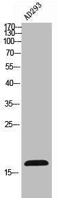 Western Blot analysis of AD293 cells using FUNDC1 Polyclonal Antibody