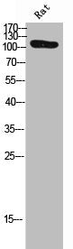 Western Blot analysis of rat cells using Phospho-Na+/K+-ATPase α1 (S23) Polyclonal Antibody