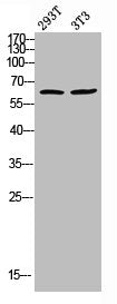 Western blot analysis of 293T 3T3 lysis using Phospho-TH (S8) antibody.