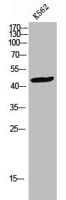 Western Blot analysis of K562 cells using CKR-2 Polyclonal Antibody