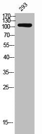 Western Blot analysis of 293 cells using USP11 Polyclonal Antibody