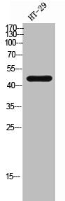 Western Blot analysis of HT-29 cells using TANK Polyclonal Antibody