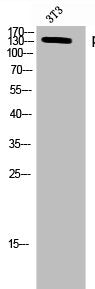 Western Blot analysis of 3T3 cells using Phospho-HDAC6 (S22) Polyclonal Antibody