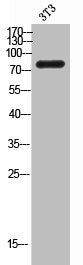 Western Blot analysis of 3T3 cells using GLCNE Polyclonal Antibody
