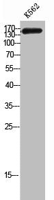 Western Blot analysis of K562 cells using CAF-1 p150 Polyclonal Antibody