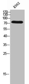 Western Blot analysis of K562 cells using PARP-2 Polyclonal Antibody