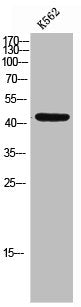 Western Blot analysis of K562 cells using Connexin 45 Polyclonal Antibody