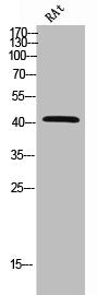 Western Blot analysis of rat cells using Connexin-45 Polyclonal Antibody