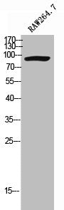 Western Blot analysis of RAW264.7 cells using Cadherin-8 Polyclonal Antibody